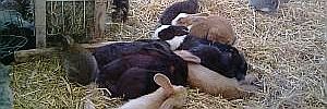 2010_06_10_t2.jpg